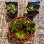 コーナンの寄せ植えの一覧 Greensnap グリーンスナップ