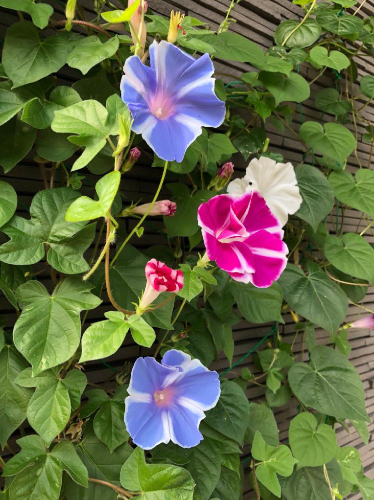 アサガオの投稿画像 By Y さん 18月9月9日 Greensnap グリーンスナップ