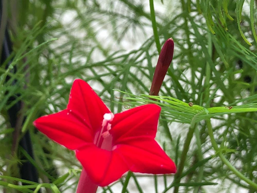 ルコウソウの投稿画像 By 和さん さいた と夏の花と赤い花とルコウソウ と花のある暮らしとかわいいと星型 18月9月10日 Greensnap グリーンスナップ