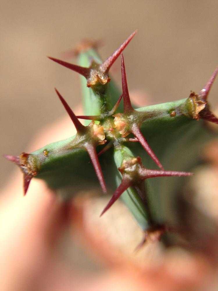 ユーフォルビア・大鳳角(コエルレセンス)1号｜🍀GreenSnap（グリーン