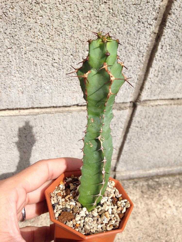 ユーフォルビア・大鳳角(コエルレセンス)2号｜🍀GreenSnap（グリーン