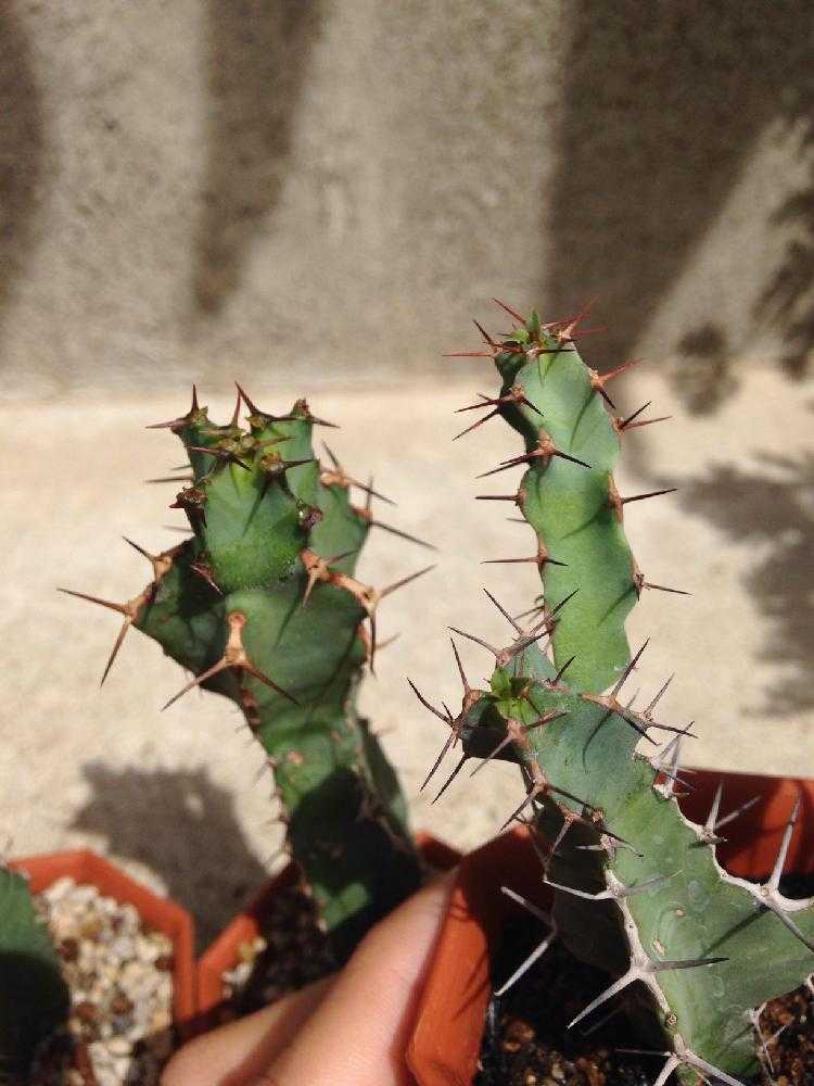 ユーフォルビア・大鳳角(カクタス？｜🍀GreenSnap（グリーンスナップ）