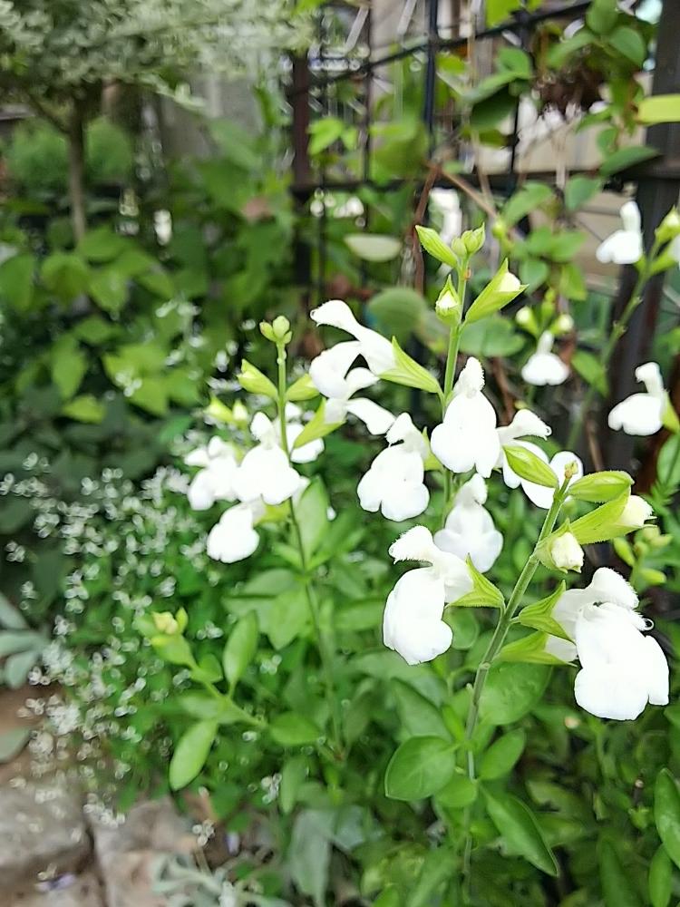 チェリーセージの投稿画像 By Jolさん 小さな庭と花のある暮らしと白い花とホワイトガーデンと花のある暮らしと白い花とホワイトガーデン 18月9月10日 Greensnap グリーンスナップ Greensnap グリーンスナップ