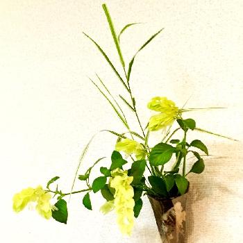 コエビソウ 黄色の画像 by ツバキさん | コエビソウ 黄色と花のある暮らしとかわいいと手作り花瓶と器とお花のフォトコンテスト2018