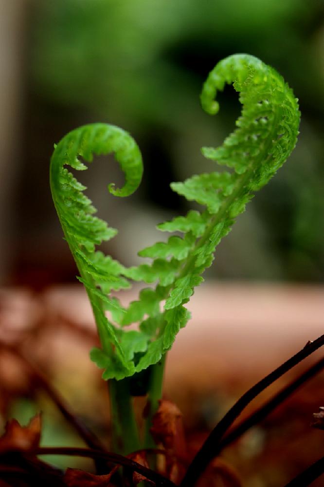 シダの投稿画像 By 緑毛族さん シダ植物 コンテストと花のある暮らしとシダ植物 18月9月10日 Greensnap グリーンスナップ