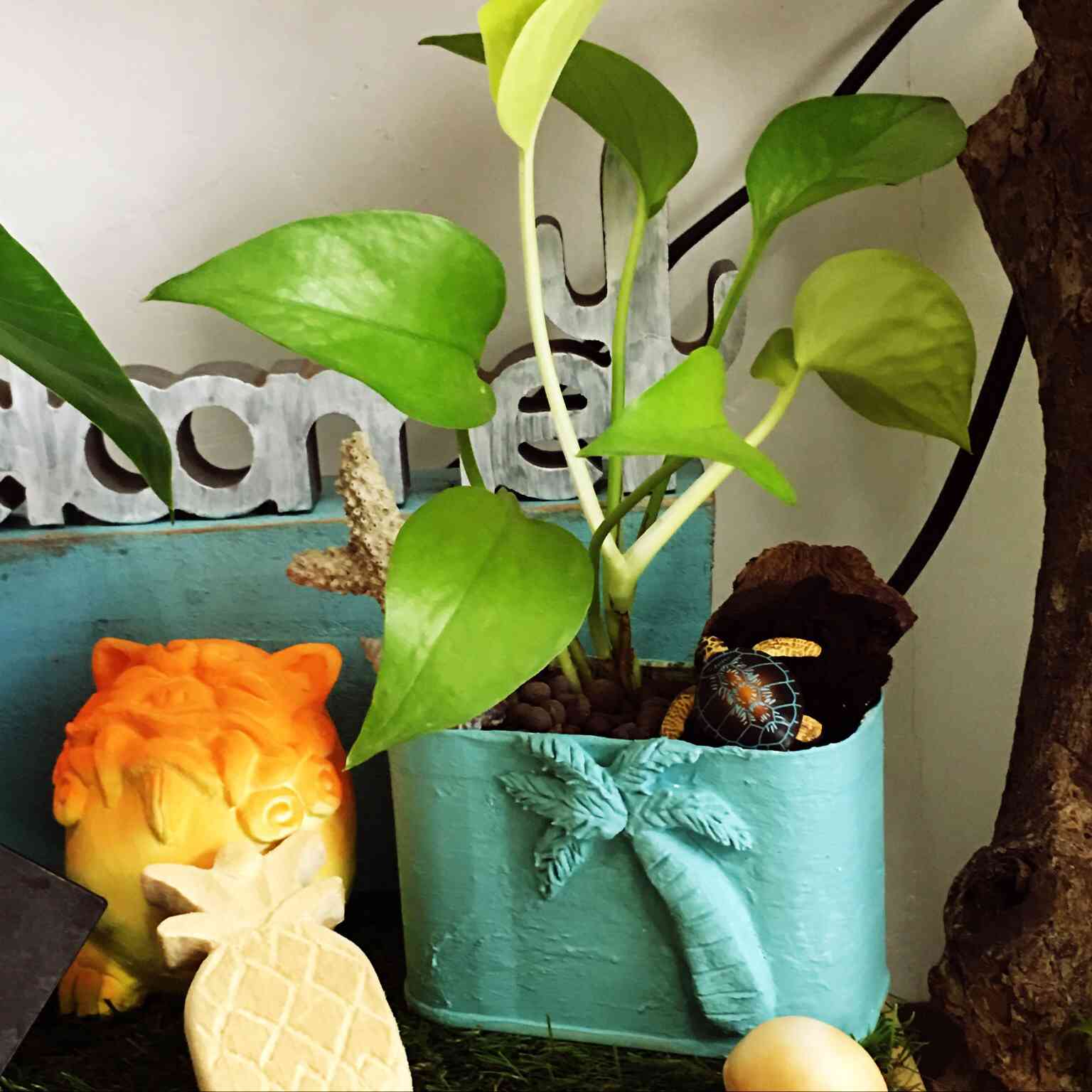 LOCO鉢の作り方｜🍀GreenSnap（グリーンスナップ）