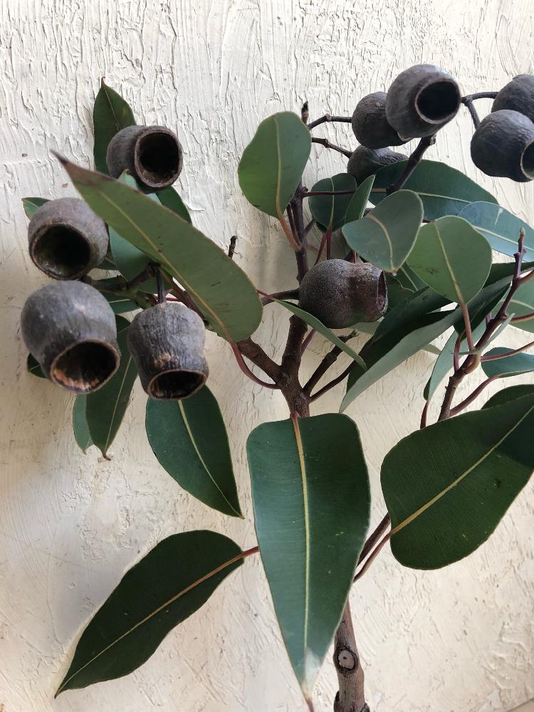 木の実の投稿画像 By Kuo さん ありがとう とユーカリの木とユーカリリースとgs映えとno Green No Lifeとユーカリドライ 18月9月10日 Greensnap グリーンスナップ