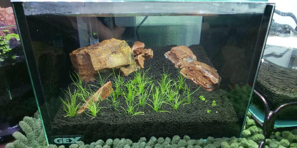 植え替え待ちの投稿画像 By Chip Sp さん 緑の絨毯と水槽と水草とライトアップとアクアリウム 18月9月11日 Greensnap グリーンスナップ