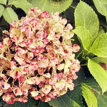 9月の紫陽花の投稿画像一覧 Greensnap グリーンスナップ