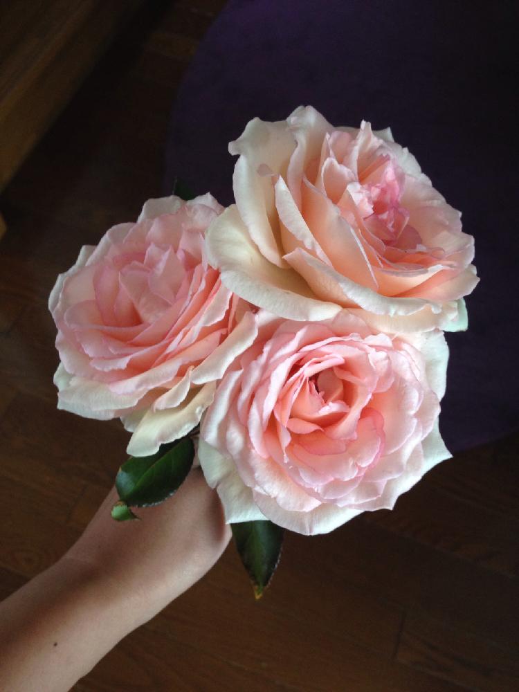 薔薇 ルイの涙の投稿画像 By かなさん 小さな庭とピンク ぴんく Pinkと花持ちが良いとばら バラ 薔薇と直立性と微香とガーデニングと花のある暮らしとピンク ぴんく Pinkと花持ちが良いとばら バラ 薔薇と直立性と微香とガーデニングと花のある暮らし 18月9月11日