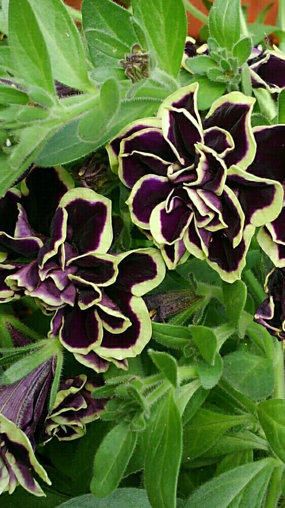 ペチュニアの投稿画像 By しおん るかさん ペチュニア 花衣 黒真珠 18月9月11日 Greensnap グリーンスナップ