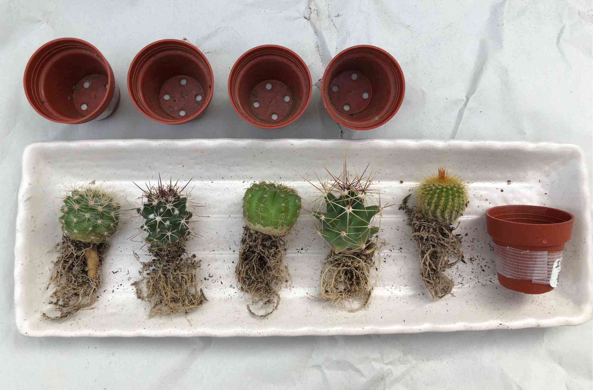 ミニミニサボテンの植え替え｜🍀GreenSnap（グリーンスナップ）