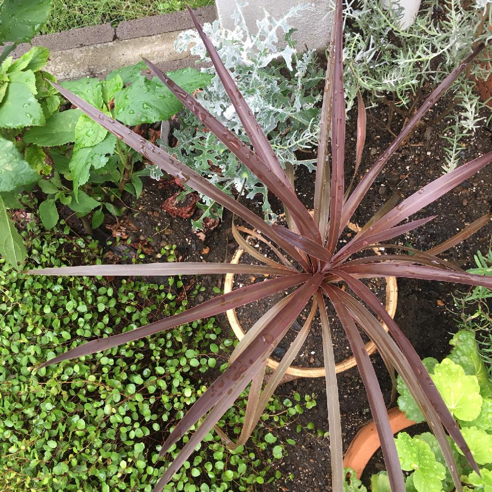 カラーリーフの投稿画像 By あいぼんさん 花壇とアナベル好き と我が家の花壇と多年草と秋の花壇とガーデニング初心者とカラー リーフガーデンと育ちすぎワイヤープランツと季節の配置替えと本日植え替え 18月9月11日 Greensnap グリーンスナップ