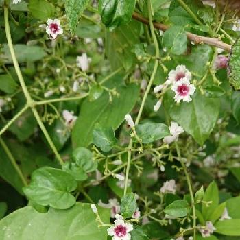 変な名前の投稿画像一覧 Greensnap グリーンスナップ