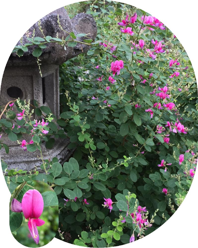宮城野萩の投稿画像 By 美野美谷さん 北の大地北海道と和の庭とハギの花 と庭の花木と庭景色と和風の庭と萩のはなと広い庭と北の大地北海道と和の庭と ハギの花 と庭の花木と庭景色と和風の庭と萩のはな 18月9月11日 Greensnap グリーンスナップ Greensnap