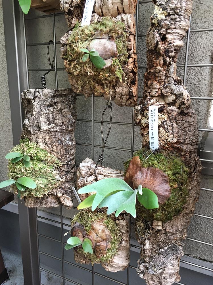 コウモリランの投稿画像 By 4chesさん ビカクシダとビカクシダ ウィリンキーと コウモリラン とビカクシダウィリンキー とwillinckiiとwildとコルク着生とビカクシダ属とバルコニスト 18月9月11日 Greensnap グリーンスナップ