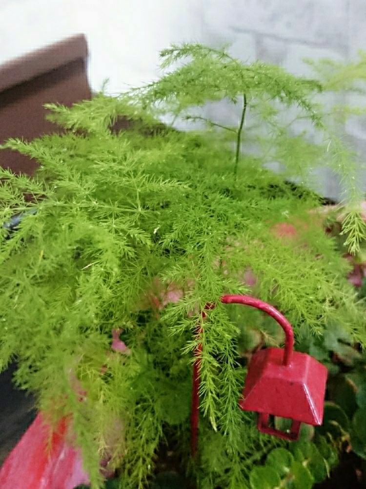 アスパラガス ナナスの投稿画像 By サムゾウさん シノブボウキと植物のある暮らしと観葉植物 18月9月11日 Greensnap グリーンスナップ