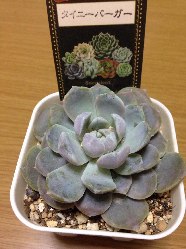 タイニーバーガーの投稿画像 By よよこさん 多肉植物と熊本と植中毒とエケベリア属とタニラーと成長記録と多肉初心者とバルコニスト 18月9月12日 Greensnap グリーンスナップ