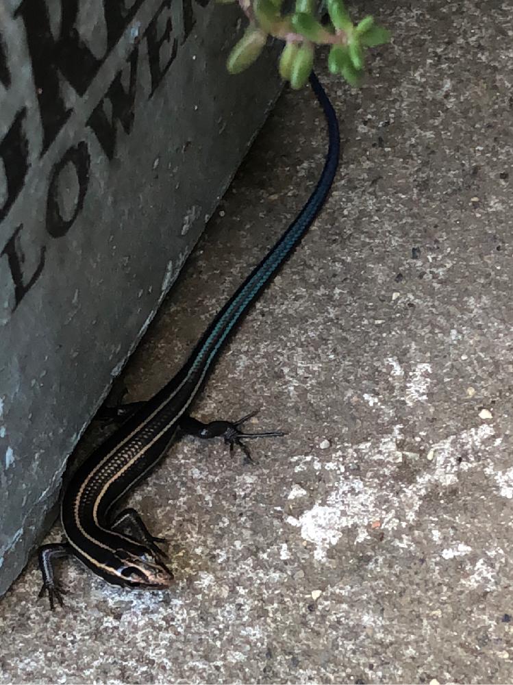 ニホントカゲの投稿画像 By らりるん さん トカゲとブロークンポットガーデンとらり 昆虫 18月9月12日 Greensnap グリーンスナップ