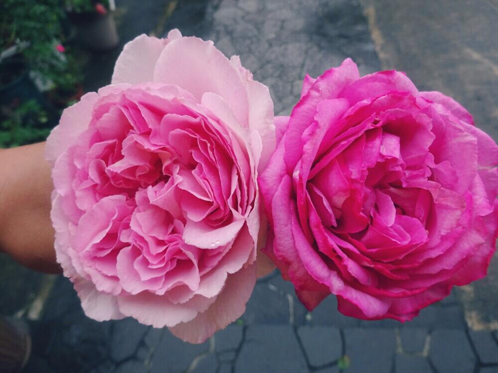 イブピアッチェの投稿画像 By きらまる さん バラ ピンクイブピアジェとhtcとピンク同盟と薔薇愛同盟と薔薇男子と薔薇に魅せられてとb型とバラ のある暮らしとgs映えと今日の一枚とセクシーときれいな色と癒しのピンクと美しき薔薇様とたまらん とピンク神押しと花の
