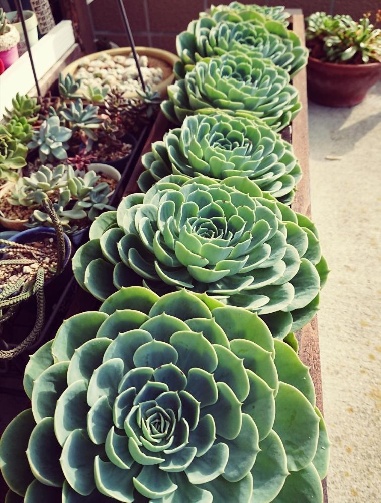 多肉植物の投稿画像 By Kao さん 七福神と植中毒と今日の一枚とエケベリア属と多肉女子とタニラーともりもりと暴れ多肉と七福神 多肉とバルコニスト 18月9月12日 Greensnap グリーンスナップ