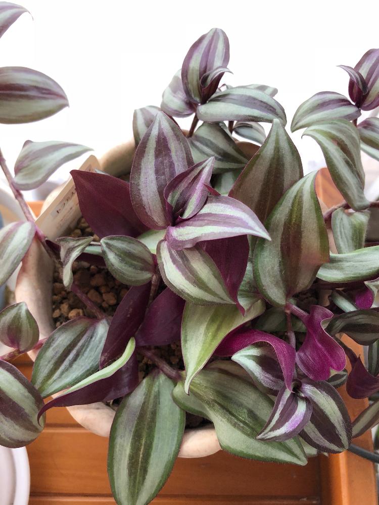 トラデスカンチアの投稿画像 By ゆずママさん 観葉植物と紫色と花のある暮らしと紫色の葉っぱと色あざやか 18月9月12日 Greensnap グリーンスナップ