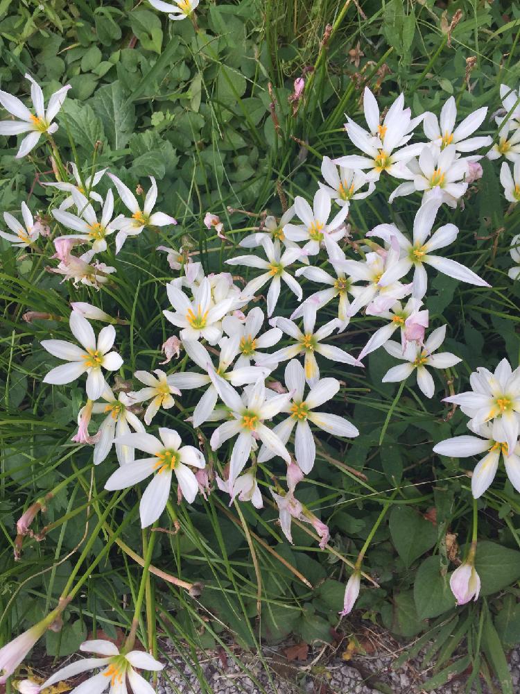 タマスダレの投稿画像 By 一二の一太郎さん 18月9月12日 Greensnap グリーンスナップ