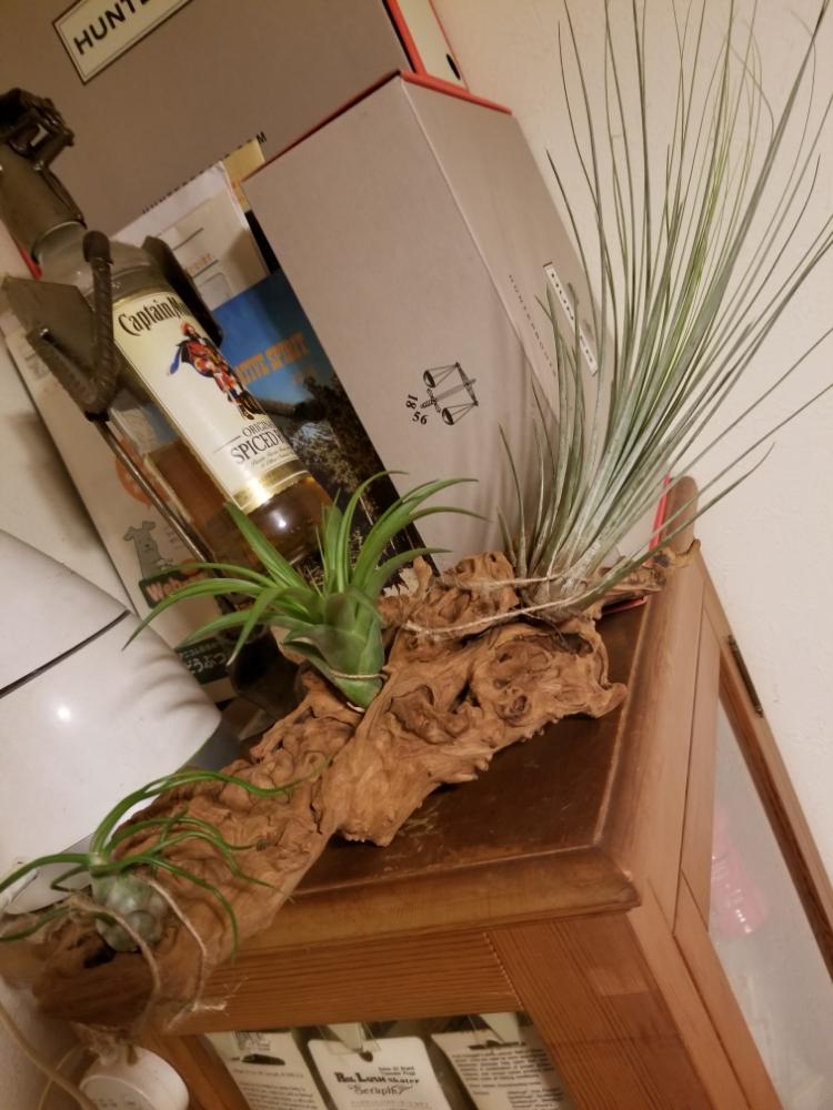 チランジア属の投稿画像 By もじゃもじゃ太郎さん チランジア活着と流木と活着とエアープランツ チランジア 18月9月12日 Greensnap グリーンスナップ