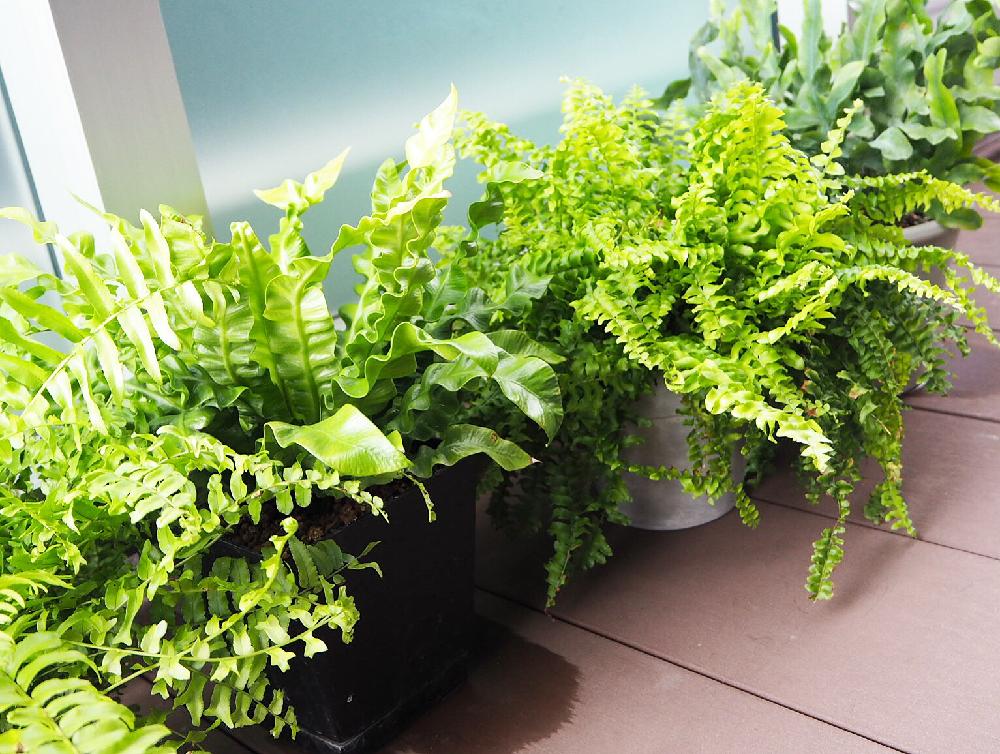 ネフロレピスフィッシュテールファンの投稿画像 By Yukinkoさん アスプレニウム エメラルドウェーブとタマシダとフレボディウム ブルースターとバルコニー ベランダと雨に輝くとグリーンのある暮らしとドライフラワーのある暮らしとお気に入り と シダ植物 コンテスト