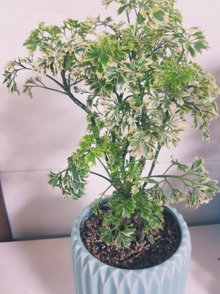 ポリシャス スノープリンセスの投稿画像 By えりさん 植中毒初心者とポリシャスと部屋と植中毒初心者 18月9月12日 Greensnap グリーンスナップ Greensnap グリーンスナップ