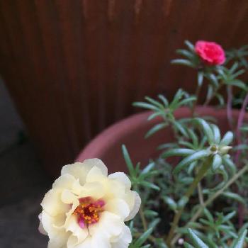 小さい花たちの画像 by 淳 こさん | 今朝のと静かな花をと小さい花たち