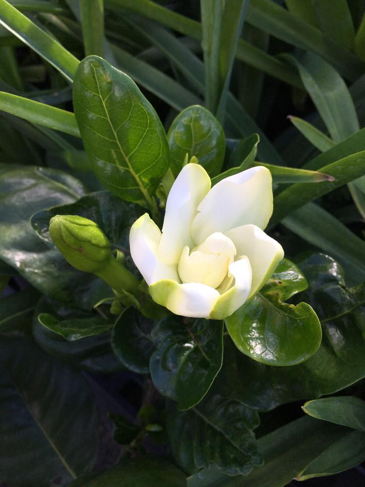 すべての美しい花の画像 無料印刷可能ハワイ の 白い 花