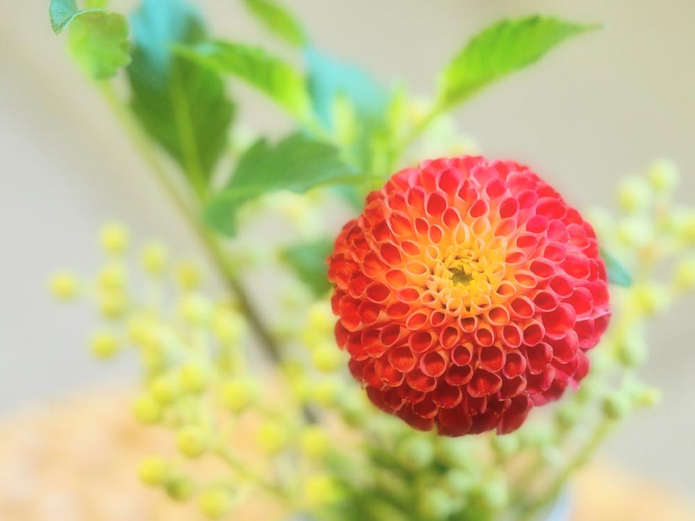 ポンポンダリアの投稿画像 By だいすけさん バーゼリアとことり花店と癒し空間と近所の花屋さんと花のある暮らしと切り花 18月9月13日 Greensnap グリーンスナップ