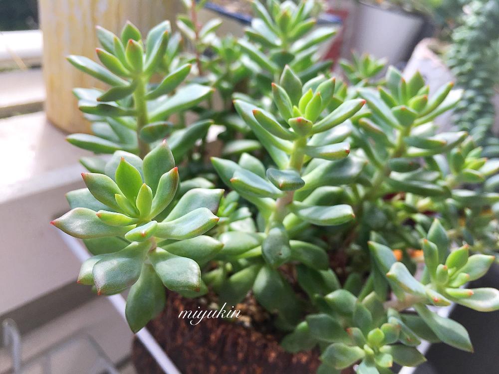 リトルビューティーの投稿画像 By みゆきんさん 多肉植物と放置と多肉大好きと癒しと多肉のある暮らしとベランダガーデンと多肉女子と徒長とタニラーとバルコニー ベランダと多肉植物と放置と多肉大好きと癒しと多肉のある暮らしとベランダガーデンと多肉女子と徒長と