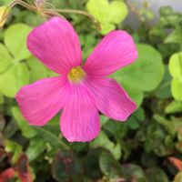 オキザリス,アプローチの画像