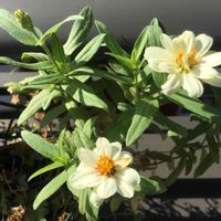 ジニア,バルコニー/ベランダの画像