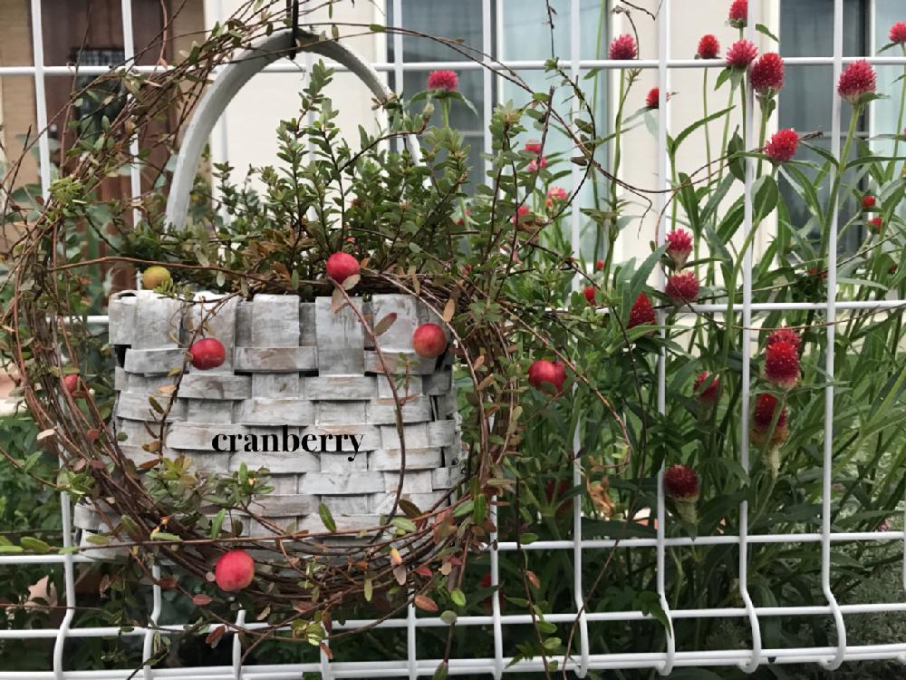 クランベリー の投稿画像 By Hippoさん カゴとgreen Powerと我が家の花壇と千日紅 と花のある暮らしと実もの 18月9月13日 Greensnap グリーンスナップ