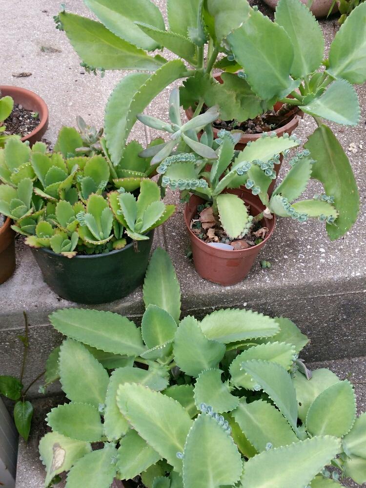 子宝弁慶草の投稿画像 By りりろんさん いつも元気植物と手間要らずともじゃもじゃ増殖とやわらか緑 18月9月13日 Greensnap グリーンスナップ