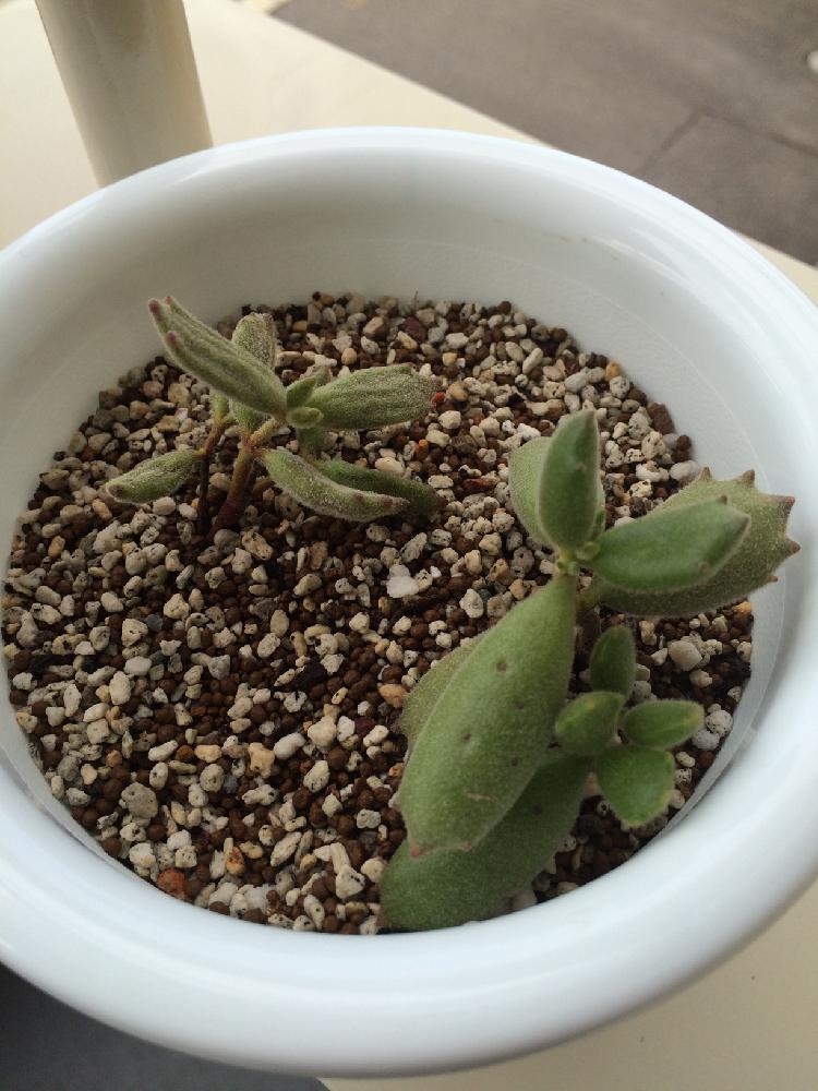 多肉植物初心者の投稿画像 By レイさん コチレドン 子猫の爪としわしわ多肉とタニラーと心配とバルコニストと相談 18月9月13日 Greensnap グリーンスナップ