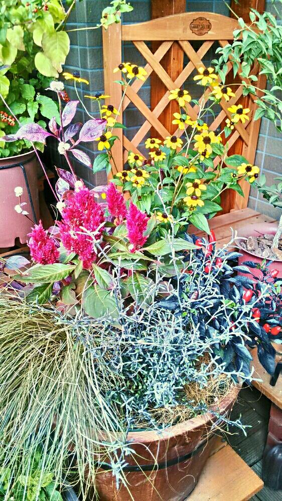 寄せ植えの投稿画像 By さっちゃんさん ベランダガーデンとガーデニングと花のある暮らしとシックスタイルと秋の花とバルコニスト 18月9月 13日 Greensnap グリーンスナップ