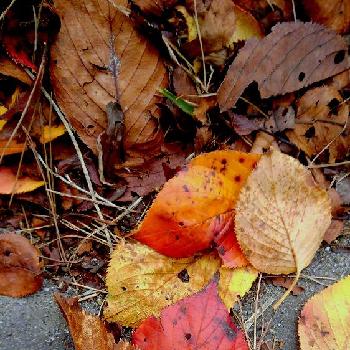 枯れ葉と落ち葉の共演の投稿画像一覧 Greensnap グリーンスナップ