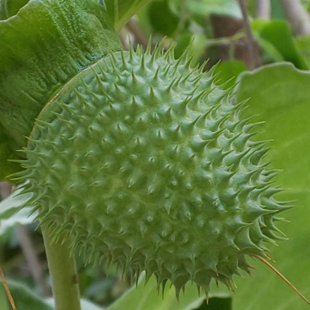 ケチョウセンアサガオの実の投稿画像 By たっちんさん 晴れの国タニラーgpと今日の一枚とomtn C とタニラーとチョウセンアサガオ属と小さな庭と晴れの国タニラーgpと今日の一枚とomtn C とタニラーとチョウセンアサガオ属 18月9月14日 Greensnap グリーンスナップ