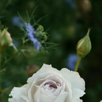 ニゲラのお花の画像 by みんみんさん | 小さな庭と꒰ღ˘◡˘ற꒱かわゅ~とニゲラのお花といい香り♡とガブリエル様♡