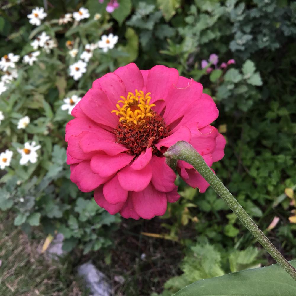 ジニアの投稿画像 By うみ さん 小さな庭と背の高い花とピンクの花と夏の花と赤い花と花のある暮らしと秋の花と背の高い花とピンクの花と夏の花と赤い花と花 のある暮らしと秋の花 18月9月14日 Greensnap グリーンスナップ Greensnap グリーンスナップ