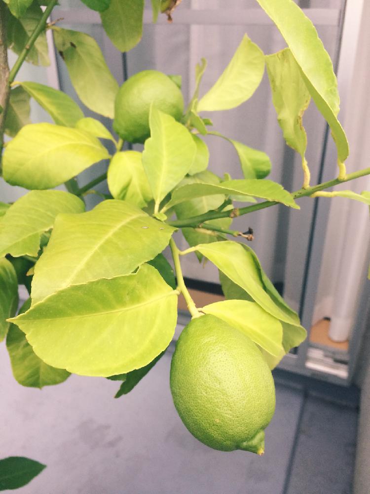 レモンの木の投稿画像 By ゆ みさん レモンの鉢植え 18月9月14日 Greensnap グリーンスナップ