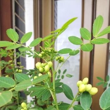 カシアコリンボーサの投稿画像一覧 Greensnap グリーンスナップ