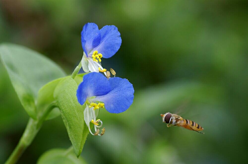 ツユクサの投稿画像 By はあにょんさん 露草 18月9月14日 Greensnap グリーンスナップ