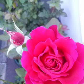 ミカエル バラの投稿画像一覧 Greensnap グリーンスナップ ミカエル バラの投稿画像一覧 Greensnap グリーンスナップ