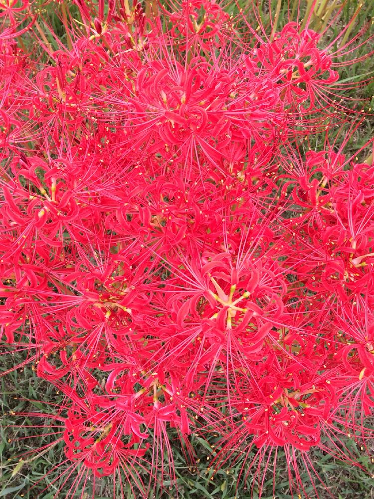 ヒガンバナの投稿画像 By 和さん 秋の花とヒガンバナ科と赤い花と彼岸花 18月9月15日 Greensnap グリーンスナップ