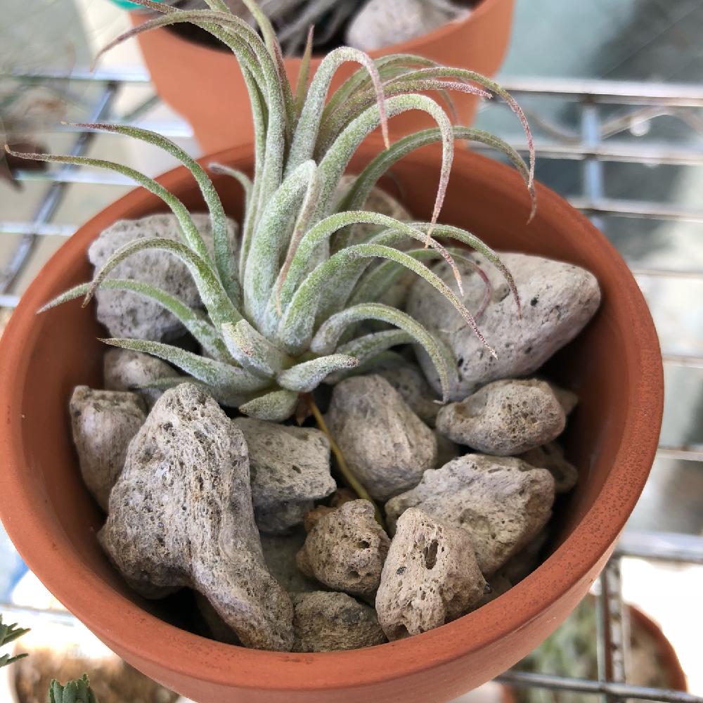 エアープランツ チランジア 8 349 イオナンタ 流木つき 今年人気のブランド品や イオナンタ